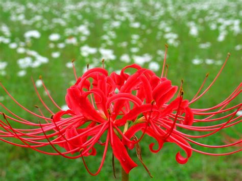 彼岸花花語日本|彼岸花の花言葉とは？赤・白・ピンクなど色別の意味や由来を紹。